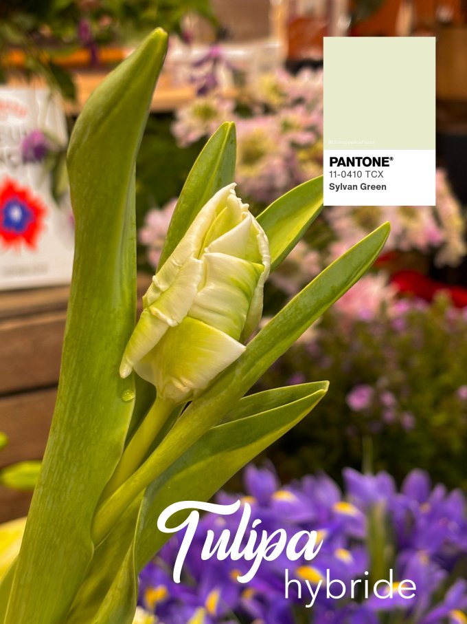 Fleurs de février photo 11